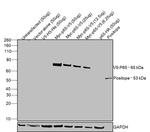 V5 Tag Antibody in Western Blot (WB)