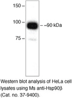 HSP90 beta Antibody in Western Blot (WB)