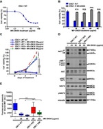 c-Met Antibody in Western Blot (WB)