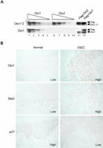 CKS1 Antibody in Western Blot, Immunohistochemistry (WB, IHC)