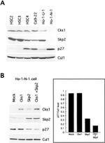 CKS1 Antibody in Western Blot (WB)