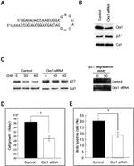 CKS1 Antibody in Western Blot (WB)