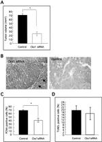 CKS1 Antibody in Immunohistochemistry (IHC)