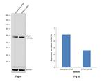 KPNA1 Antibody in Western Blot (WB)