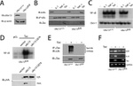 UBC13 Antibody in Western Blot (WB)