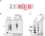 UBC13 Antibody in Western Blot (WB)