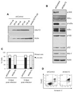 UBC13 Antibody in Western Blot (WB)