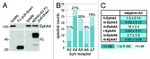 EphA4 Antibody in Western Blot (WB)