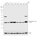 PEBP1 Antibody in Western Blot (WB)