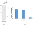 PEBP1 Antibody in Western Blot (WB)