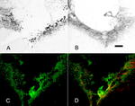 NG2 Antibody in Immunocytochemistry (ICC/IF)