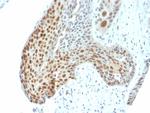 Phospho-c-Jun (Thr91, Thr93) Antibody in Immunohistochemistry (Paraffin) (IHC (P))