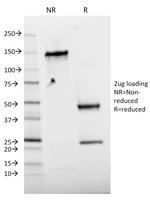 Phospho-c-Jun (Thr91, Thr93) Antibody in SDS-PAGE (SDS-PAGE)