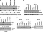 RPL11 Antibody in Western Blot (WB)