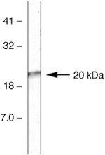 RPL11 Antibody in Western Blot (WB)