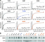 Epha3 Antibody in Western Blot (WB)