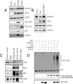 BTRC Antibody in Western Blot (WB)