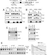 BTRC Antibody in Western Blot (WB)