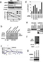 BTRC Antibody in Western Blot (WB)