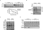 BTRC Antibody in Western Blot (WB)