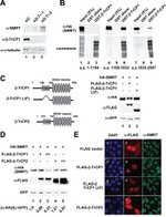 BTRC Antibody in Western Blot (WB)