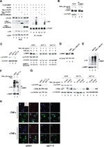 BTRC Antibody in Western Blot, Immunocytochemistry (WB, ICC/IF)