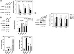 BTRC Antibody in Western Blot, ChIP Assay (WB, ChIP)