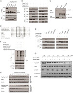 BTRC Antibody in Western Blot (WB)