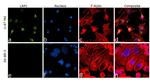 LRP1 Antibody in Immunocytochemistry (ICC/IF)