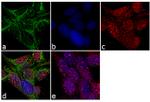 PSMA Antibody in Immunocytochemistry (ICC/IF)