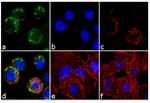 EphA2 Antibody