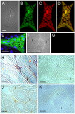 Connexin 36 Antibody in Immunocytochemistry, Immunohistochemistry (Paraffin) (ICC/IF, IHC (P))