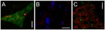 Connexin 36 Antibody in Immunocytochemistry (ICC/IF)