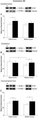 Connexin 36 Antibody in Western Blot (WB)