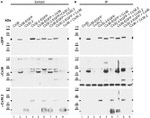 Connexin 36 Antibody in Western Blot, Immunoprecipitation (WB, IP)