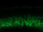 Connexin 36 Antibody in Immunohistochemistry (IHC)