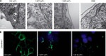 Claudin 7 Antibody in Immunocytochemistry (ICC/IF)