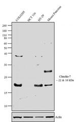 Claudin 7 Antibody in Western Blot (WB)