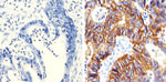 Claudin 7 Antibody in Immunohistochemistry (Paraffin) (IHC (P))