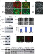 Claudin 1 Antibody in Western Blot (WB)