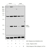 Claudin 1 Antibody in Western Blot (WB)