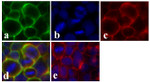 Claudin 1 Antibody in Immunocytochemistry (ICC/IF)