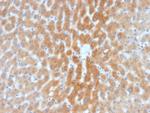 ARF1 (Golgi Apparatus Marker) Antibody in Immunohistochemistry (Paraffin) (IHC (P))