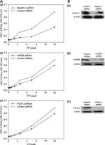 Nectin 1 Antibody in Western Blot (WB)