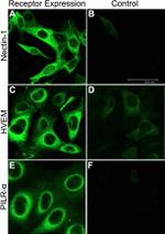 Nectin 1 Antibody in Immunocytochemistry (ICC/IF)