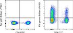 IFN gamma Antibody in Flow Cytometry (Flow)