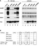 DDB1 Antibody in Western Blot (WB)