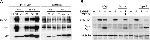 DDB1 Antibody in Western Blot (WB)