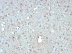 GIRK2 (Interleukin-6)/Interferon beta-2 (Hybridoma Growth Factor) Antibody in Immunohistochemistry (Paraffin) (IHC (P))