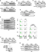 FBXO5 Antibody in Western Blot (WB)